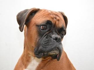 boxer